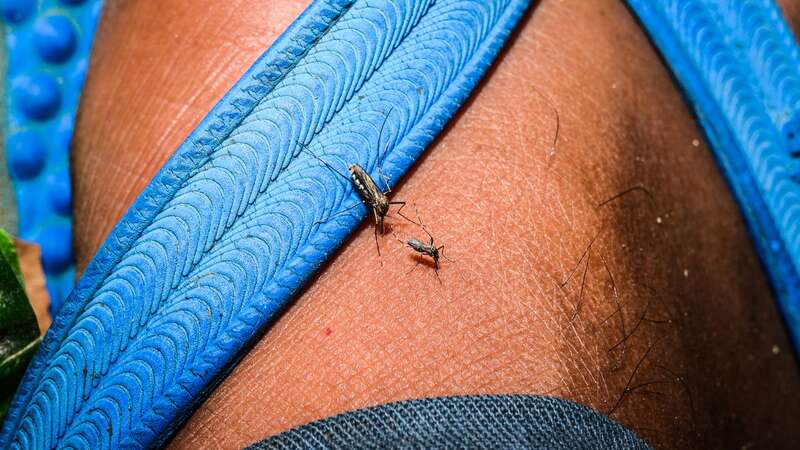 Dengue fever is spread by mosquitos (Image: Soumyabrata Roy/NurPhoto via Getty Images)