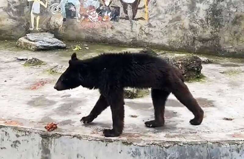 Members of the zoo staff claim a lack of tourists has left the owner barely able to feed animals