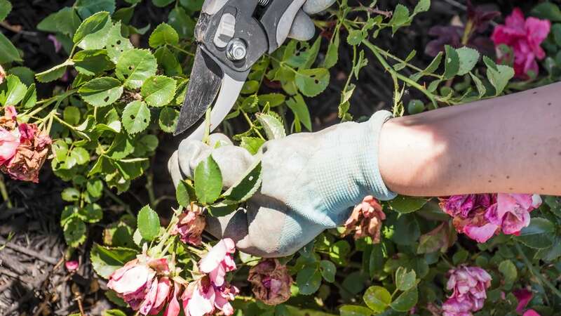 Keep on top of pruning during summer (Image: Getty Images/iStockphoto)