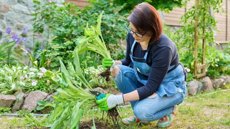 A gardening expert has shared the hacks to be wary of (Image: Getty Images/iStockphoto)