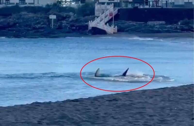 Watch the moment the shark furiously swims towards the shore before thrashing around in the water