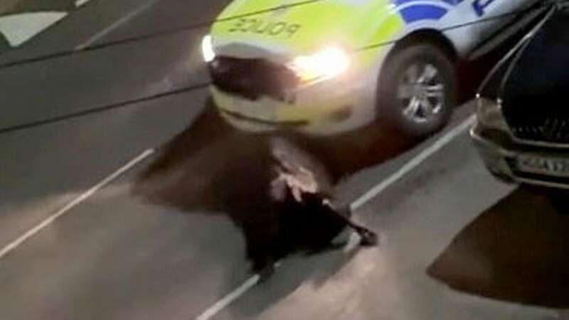 Cow ploughed into by police car was 