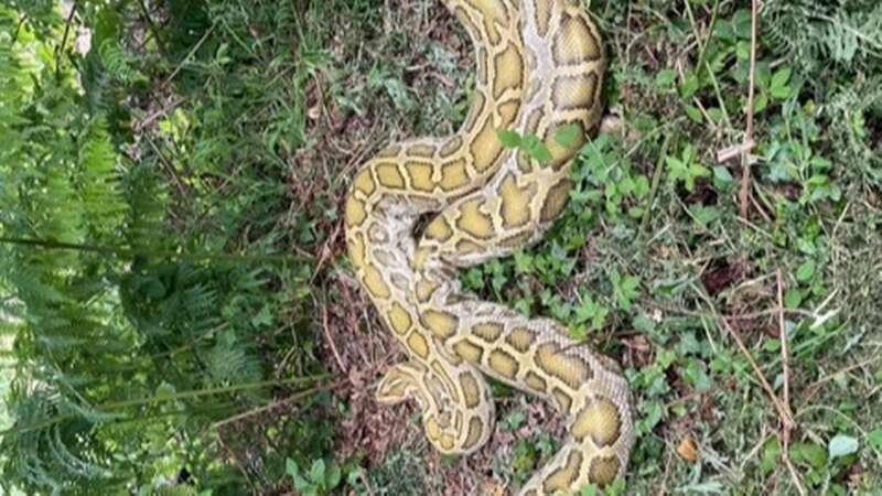 Terror as 14ft Burmese python slithers past UK holiday-park guests’ windows