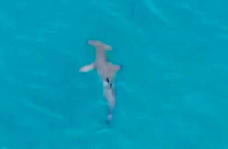 Chilling drone footage shows the hammerhead shark stalking the shoreline