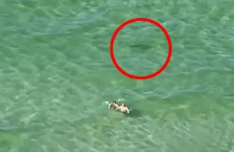 The shark initially appears to move away from the swimmers before showing up again soon after