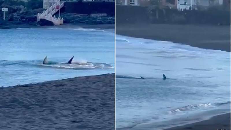 The shark was spotted over the weekend skulking the Spanish coast (Image: SOLARPIX.COM)