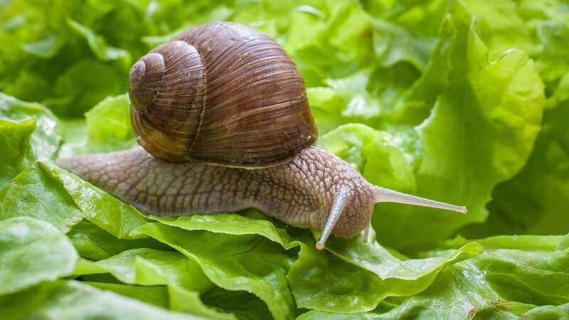 Snails and slugs can be a nuisance in the garden (Image: Getty Images/iStockphoto)