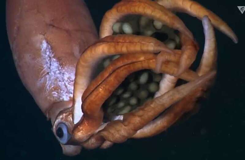 Experts reveal clues that lead them to believe a new squid species was discovered