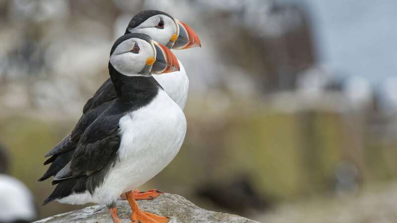 Celia thinks Puffins are rather wonderful (Image: National Trust/Nick Upton/SWNS)