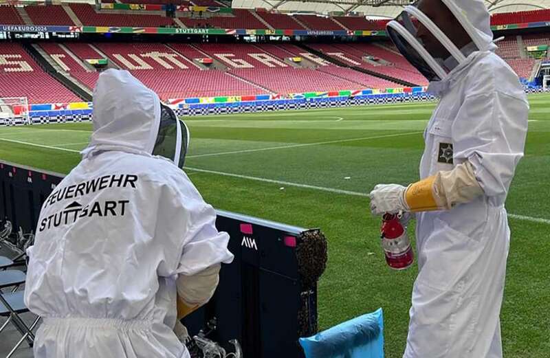 Watch the moment TV presenters show the buzzing swarm at the side of the pitch