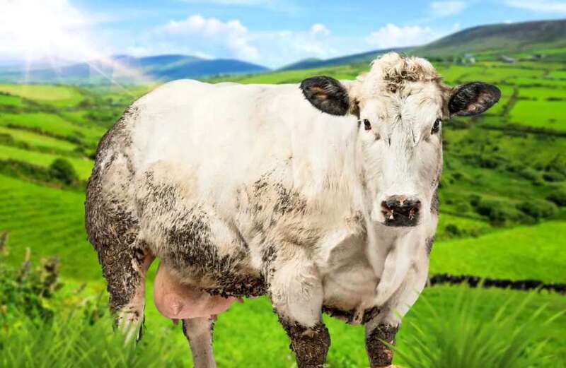 The cows can weigh up to 197 stone