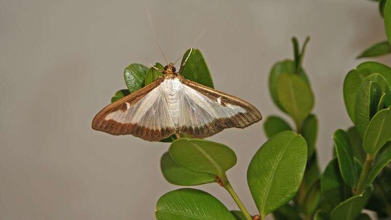 Box tree moths are invasive pests from East Asia (Image: USDA/flickr)