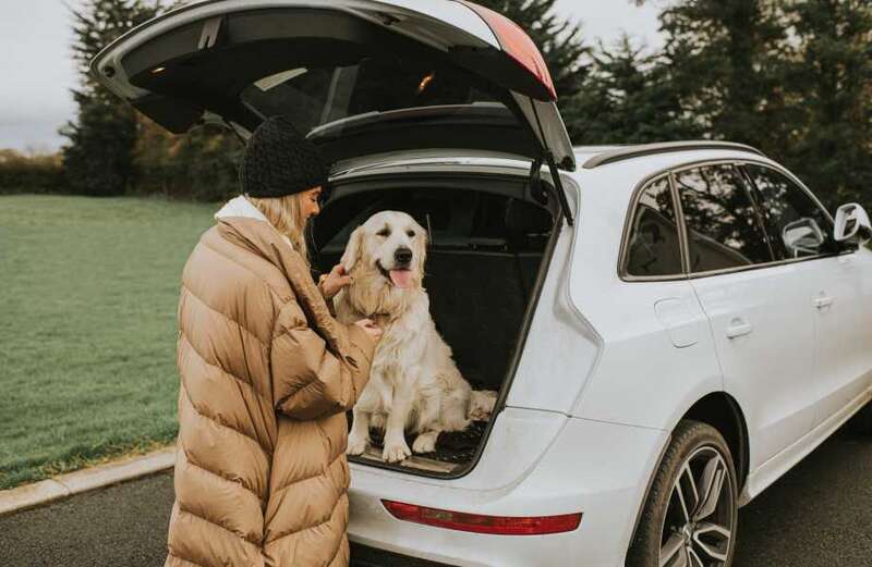 Including ways dogs can comfortably travel in the car