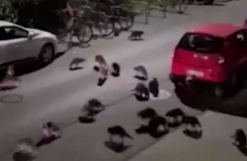 Watch shocking footage above of a gang of raccoons brazenly roaming the streets of Kassel