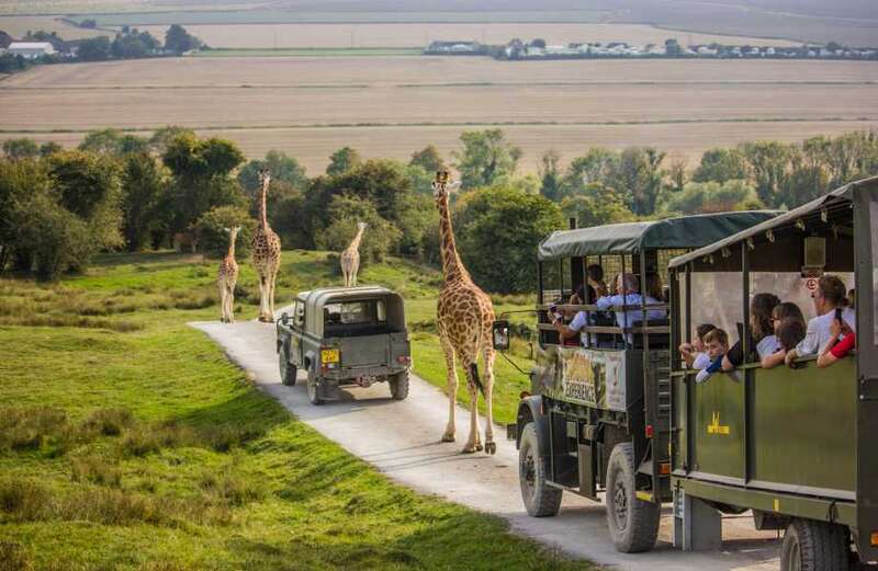 THE reserve is home to more than 900 animals and 75 species, including giraffes, lions, tigers and gorillas