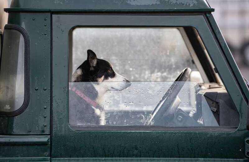 What the law says on having your dog in the front seat of car while driving