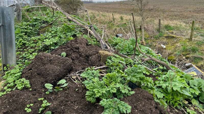 Giant hogweed is a highly invasive plant in the UK (Image: Complete Weed Control / SWNS)