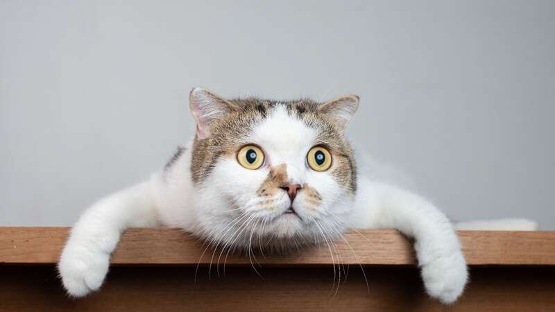 You may have noticed cats make funny face when smelling something odd (Image: Getty Images/iStockphoto)