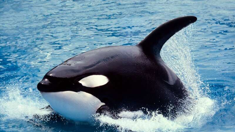 Orcas can jump a lot higher than you probably think (Stock Image) (Image: Getty Images/iStockphoto)