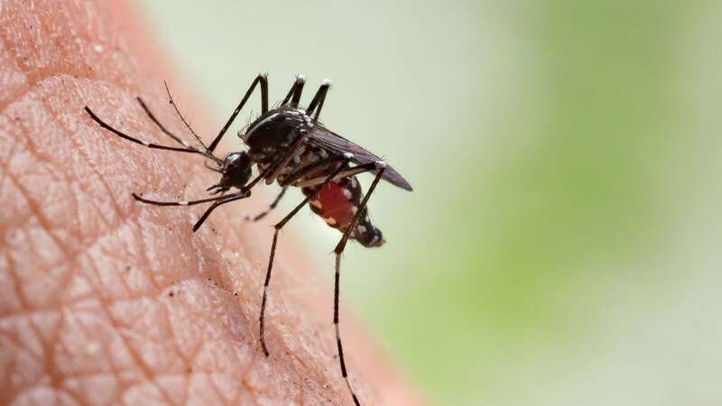 Health experts have issued a warning following reports that a plague of tiger mosquitoes is spreading across Europe (Image: Getty Images)