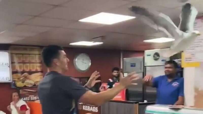 Seagull causes chaos as it gets trapped in kebab shop