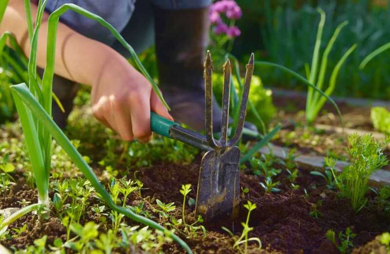 Plus, the other tricks to rid your garden of weeds this summer