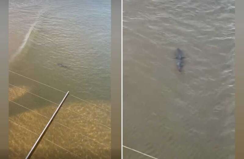 The UK is home to a surprising number of sharks