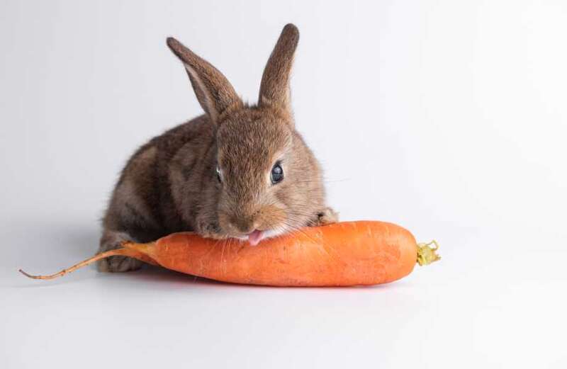 Despite being portrayed as popular food for fictional rabbits such as Bugs Bunny, animal charity said they aren