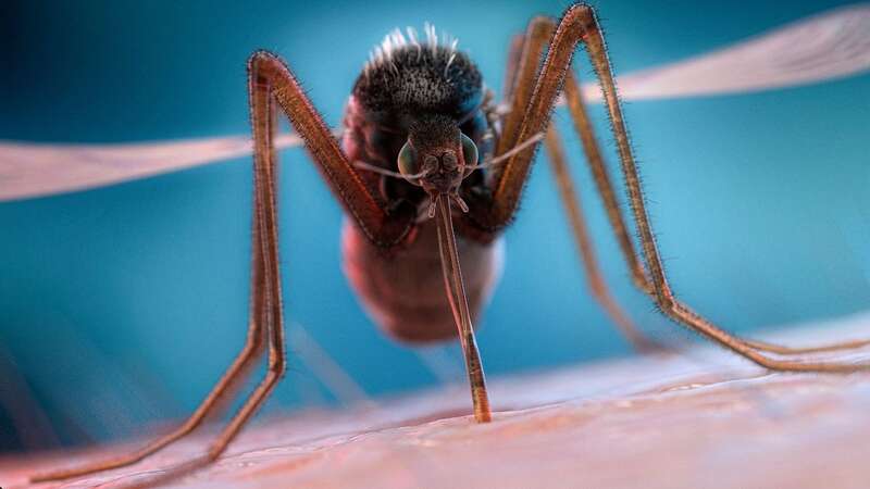 The most dangerous creature in the world is the mosquito (Image: Getty Images/Science Photo Library RF)