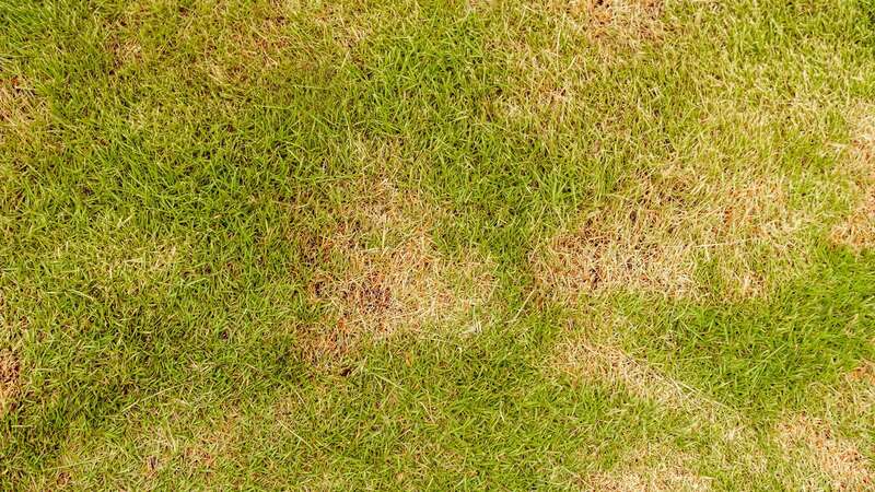 One common mistake that could leave your lawn looking brown and patchy (Image: Getty)