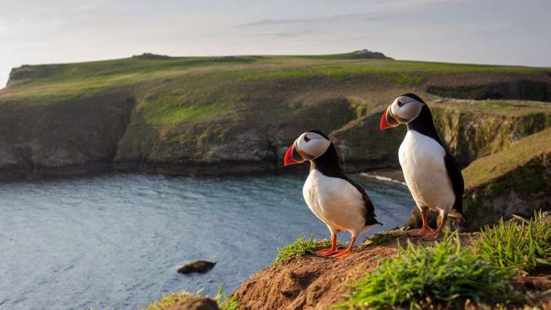 More than 40,000 puffins call Skomar home (Image: Getty)