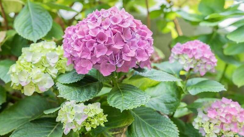 One gardener says he always gets asked the same question in June (Image: (Image: Getty))