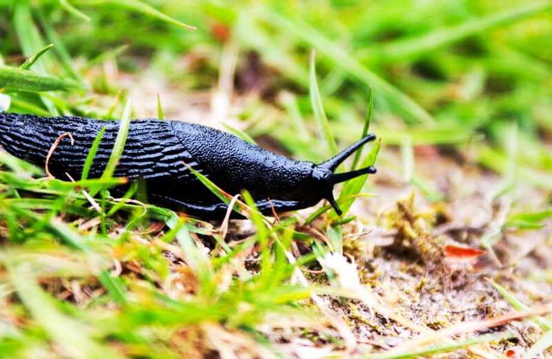 You can also use your breakfast to deter the slimy creatures