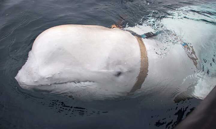 Hvaldimir was first spotted in April 2019 by fishers near the northern island of Ingøya. Photograph: Jorgen Ree Wiig/Norwegian directorate of fisheries/EPA