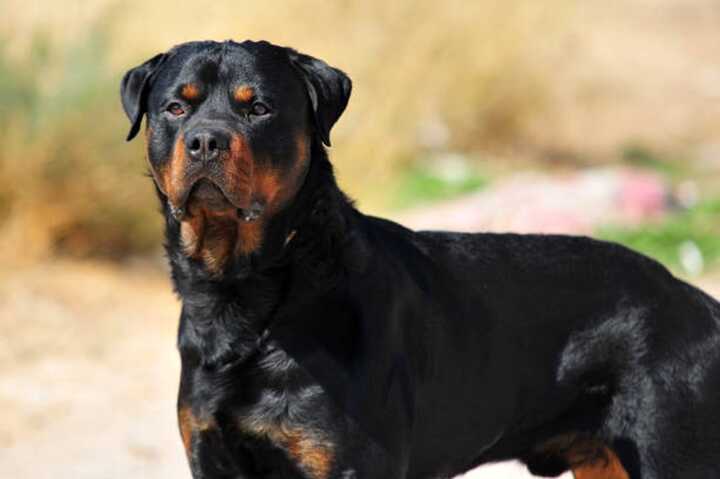 Elderly man killed in 11-minute attack by two ’bored’ Rottweilers