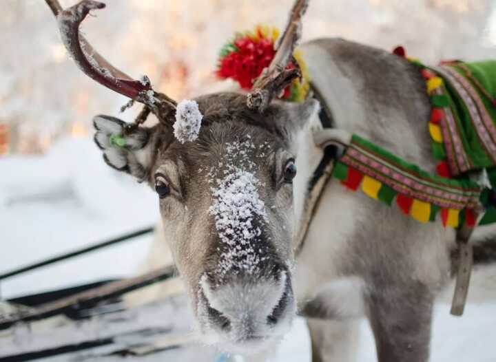 Man arrested on motorway while towing reindeer