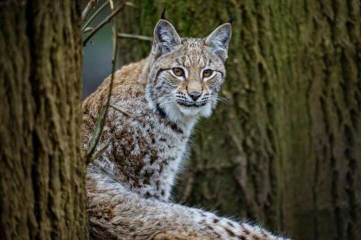 Tragic death of released lynx highlights dangers of illegal animal abandonment