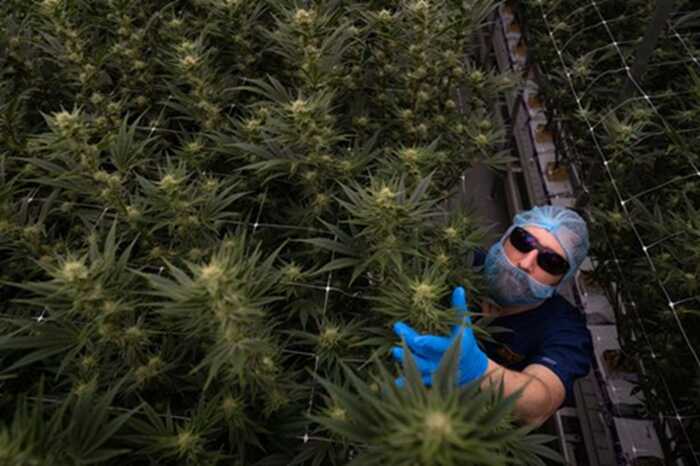 Head grower Brady Green tends to a four-week-old cannabis plant ( Image: Tom Maddick / SWNS)