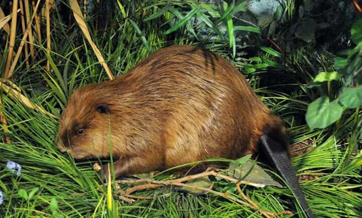 Beavers build £900,000 dam overnight, saving Czech authorities millions in construction costs