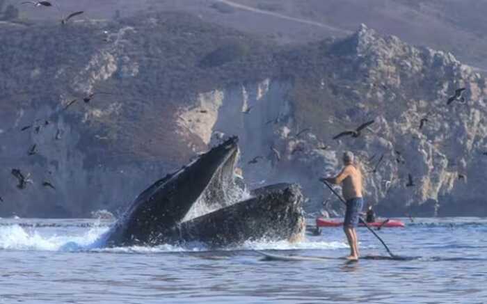 Kayaker engulfed by whale in chilling Strait of Magellan encounter