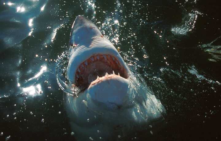 Tourist loses hands in shark attack while trying to take a photo