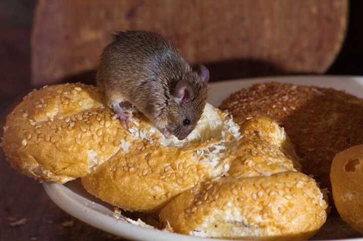 Mice, mould, and outdated food: shocking findings in UK government canteens