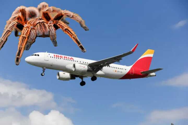 Pilot bitten by tarantula mid-flight, causing delay on Iberia Airbus A320