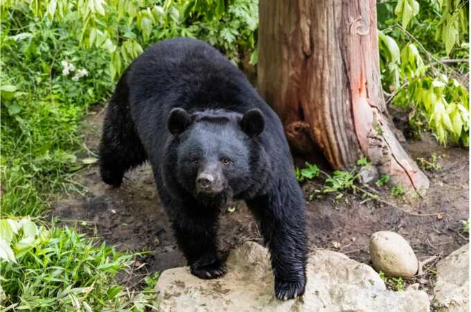Incidents of bear attacks in Japan rise as a man is hurt in the most recent encounter